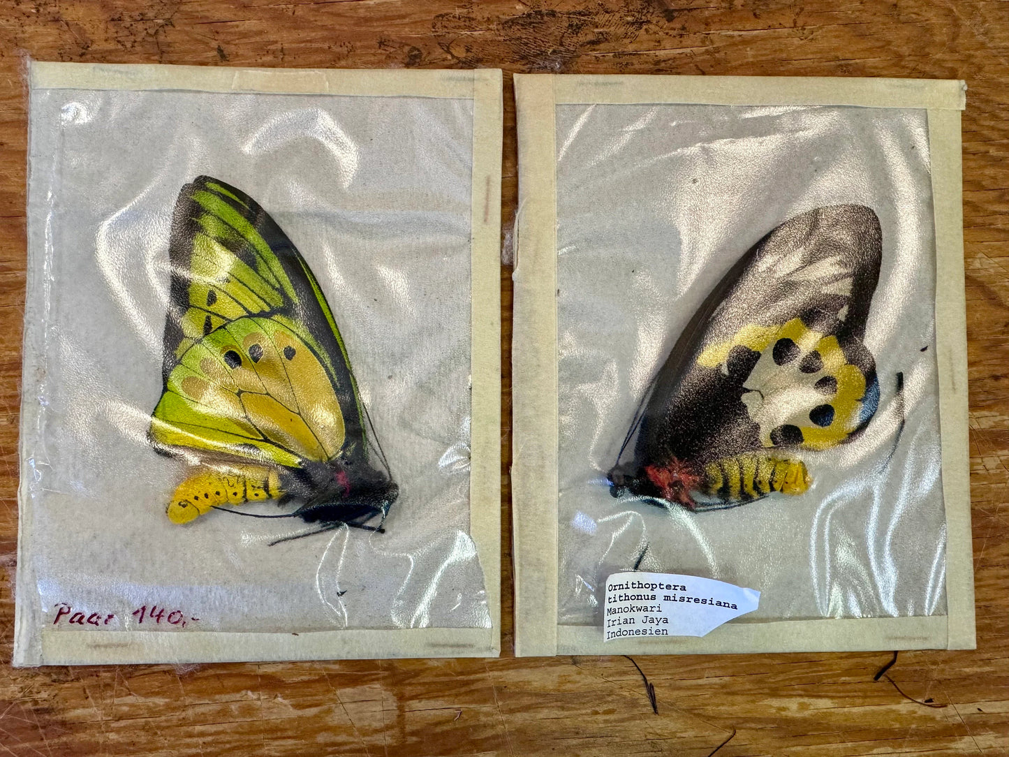 RARE! Birdwing Butterfly! 'Ornithoptera tithonus misresiana' Male and Female Pair, Ships from USA!