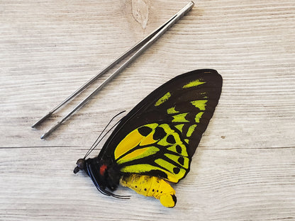 Golden Birdwing Butterfly! 'Ornithoptera croesus toeantei' Male unmounted specimen