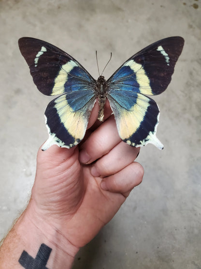 Extremely RARE! Papilio laglaizei, real butterfly, unmounted