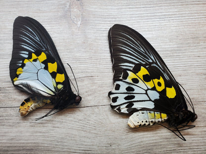 Rippon's Birdwing 'Troides hypolitus' butterfly  PAIR -Unmounted male & female