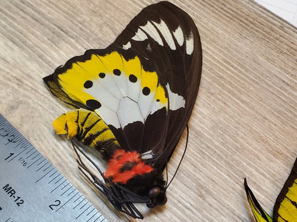 Extremely RARE! Ornithoptera paradesia arfakensis PAIR Male and Female Real Birdwing Butterfly! Ships from USA