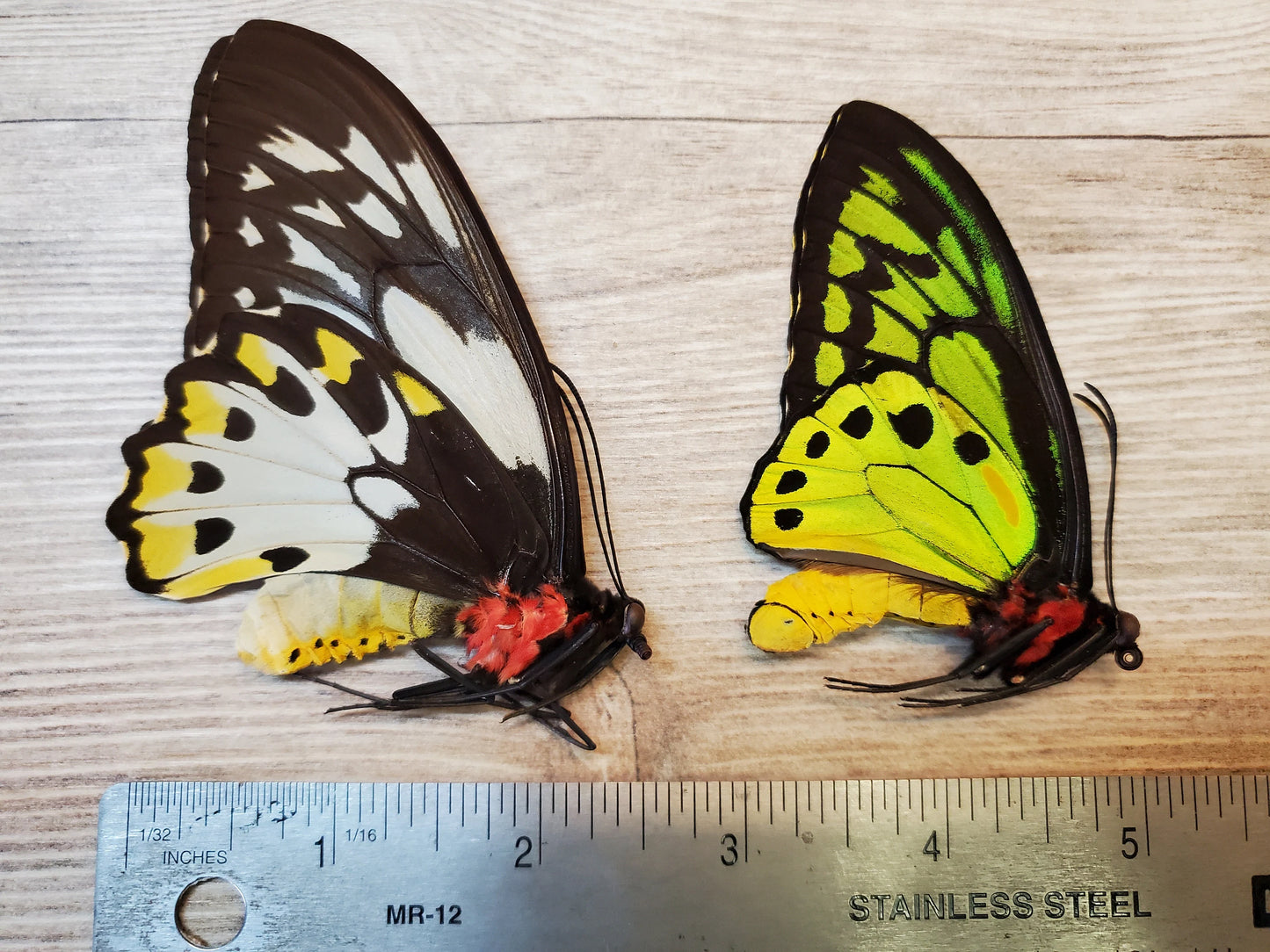 Ornithoptera priamus teucrus pair Birdwing Butterfly Unspread