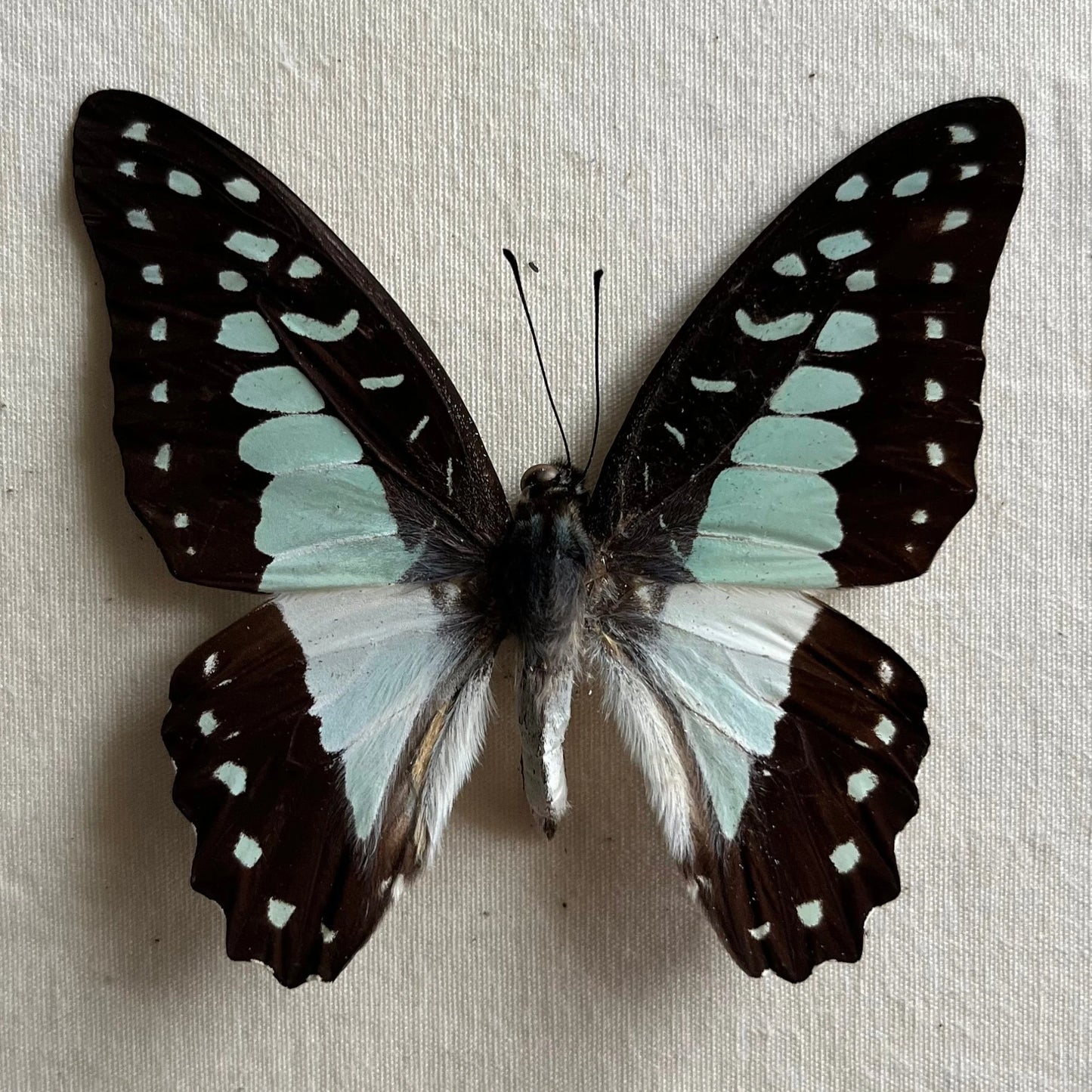 Lot of 5 Great Jay Butterfly 'Graphium eurypylus' unspread