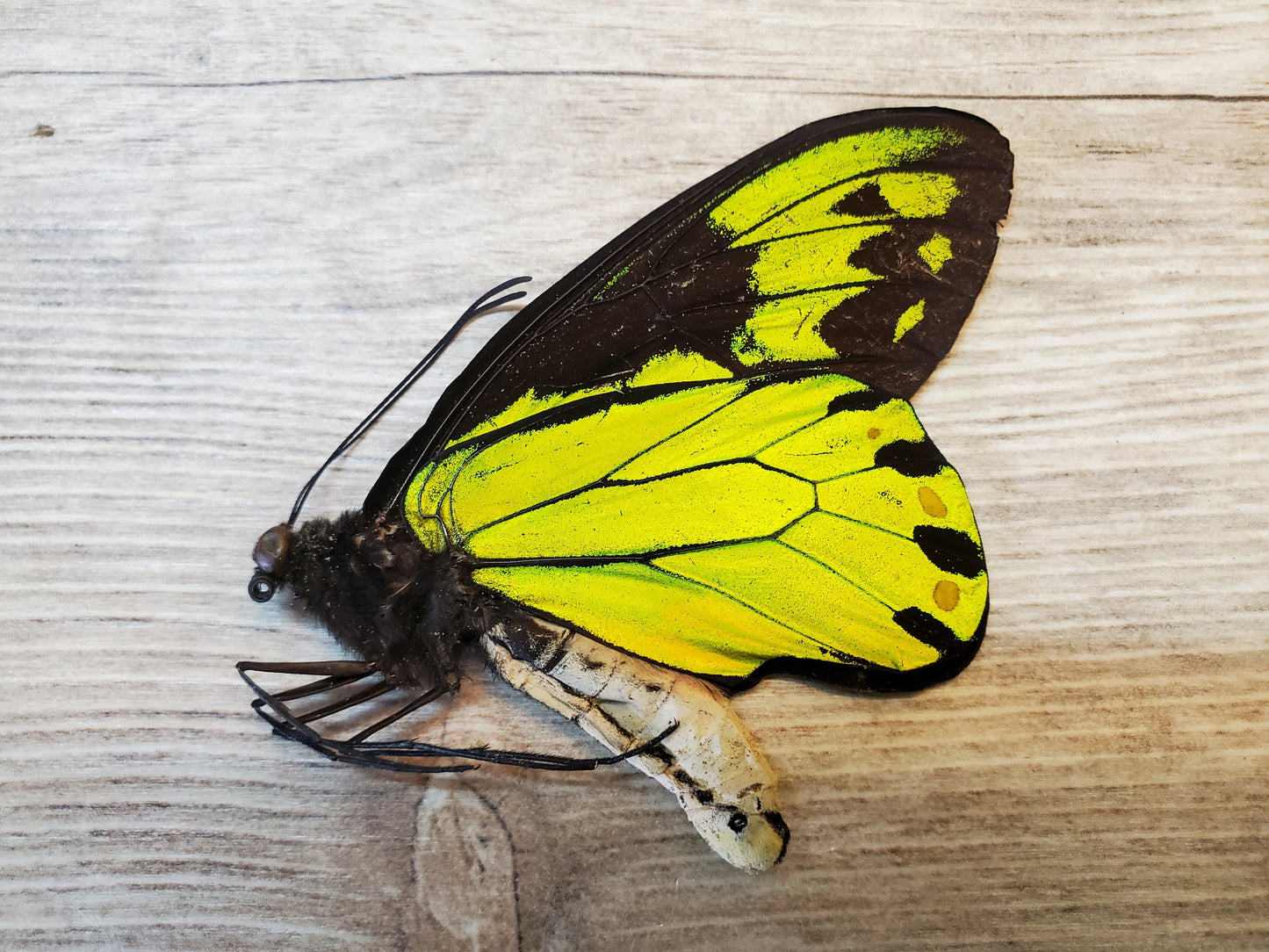 RARE! Ornithoptera victoriae Male A- Condition Birdwing Butterfly Unspread