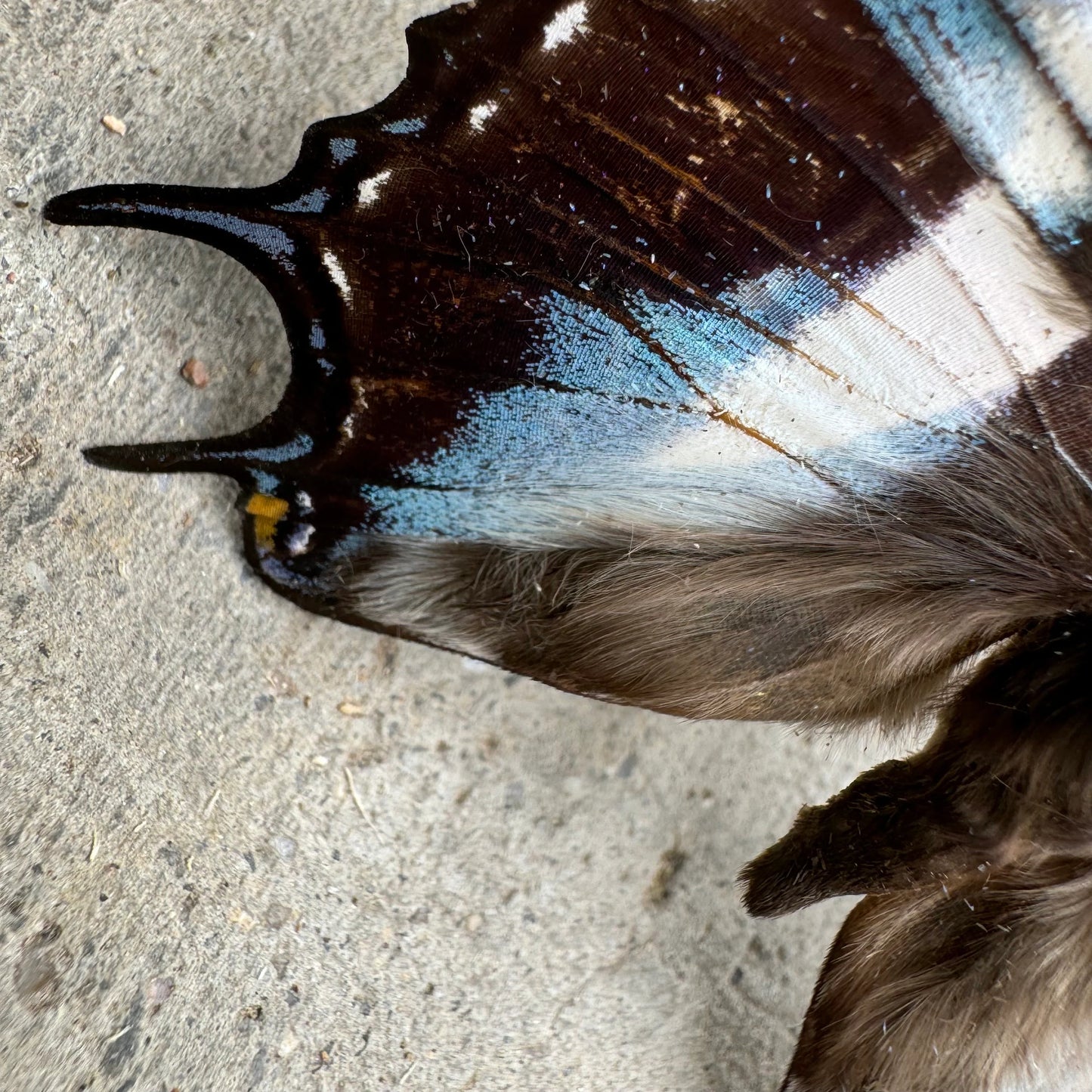 Polyura cognatus Butterfly Unspread A1-