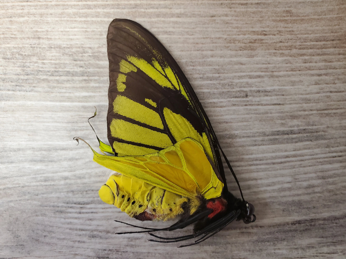 EXTREMELY RARE! Birdwing Butterfly 'Ornithoptera meridionalis' PAIR Male and Female Unspread