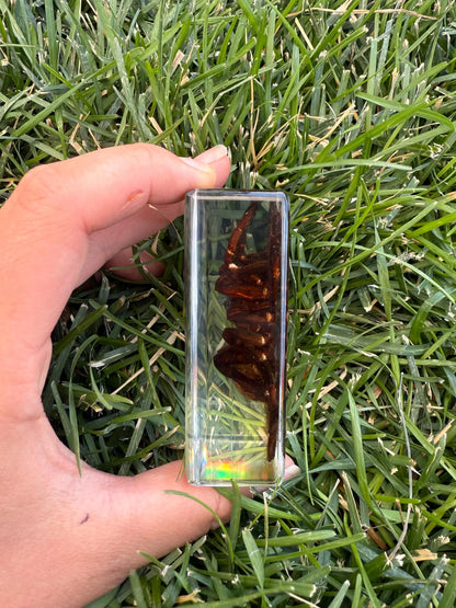 Real Preserved Tarantula in Clear Resin Display Block