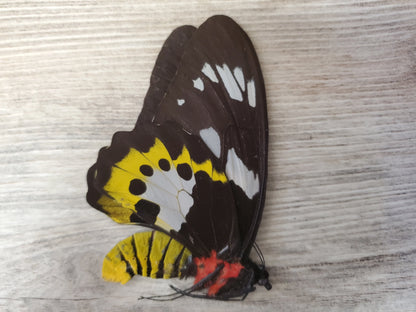 EXTREMELY RARE! Birdwing Butterfly 'Ornithoptera meridionalis' PAIR Male and Female Unspread