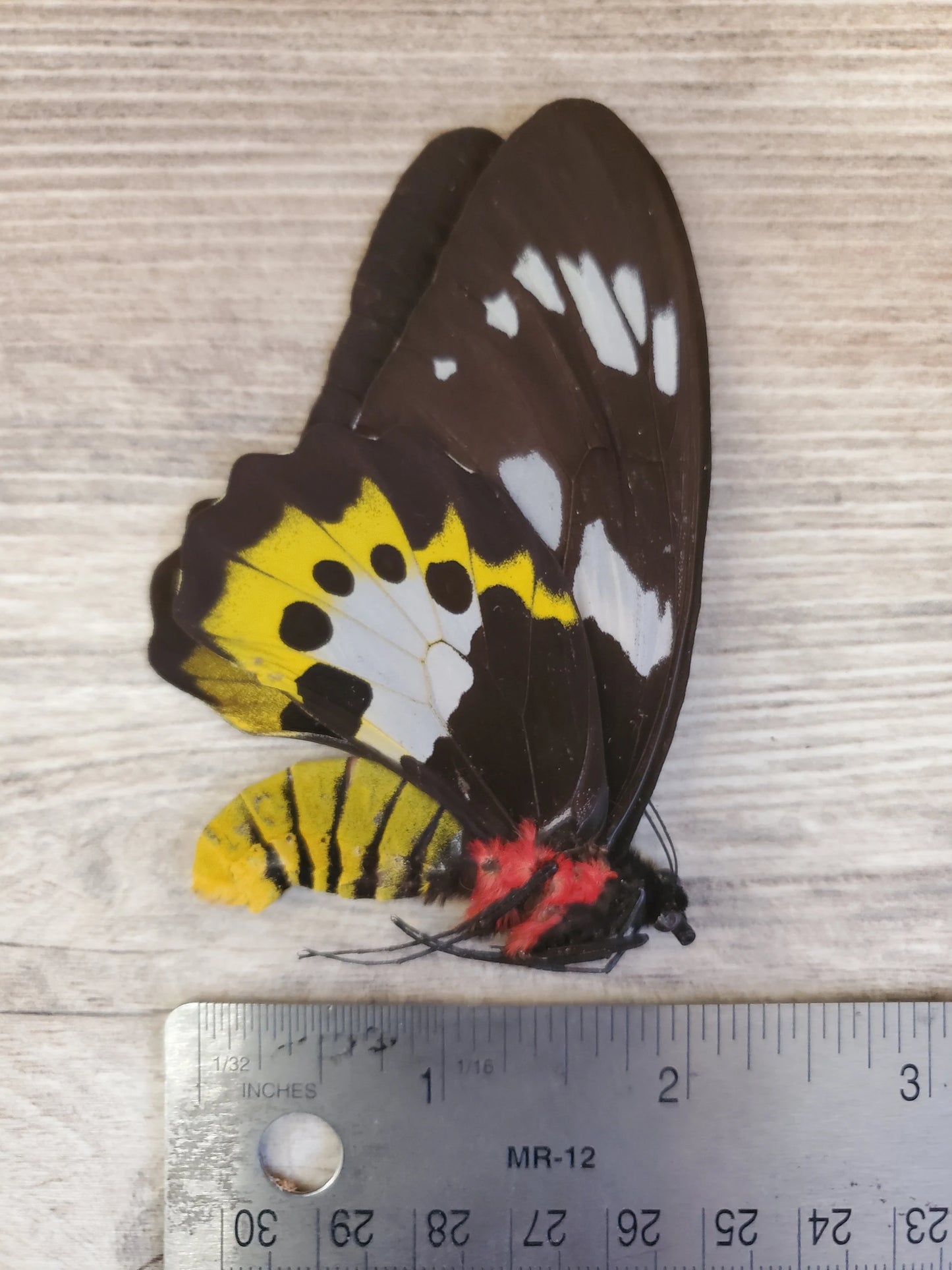 EXTREMELY RARE! Birdwing Butterfly 'Ornithoptera meridionalis' PAIR Male and Female Unspread