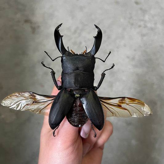 HUGE Stag Beetle Dorcus titanus typhon 70mm+ - Little Caterpillar Art Little Caterpillar Art