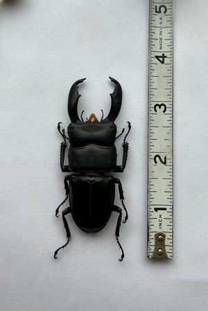 HUGE Stag Beetle Dorcus titanus typhon 70mm+ - Little Caterpillar Art Little Caterpillar Art  