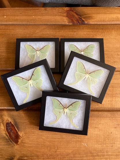 Green Luna Moon Moth ‘Actius luna’ SPREAD and FRAMED