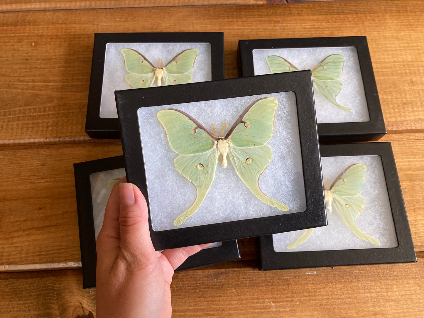 Green Luna Moon Moth ‘Actius luna’ SPREAD and FRAMED