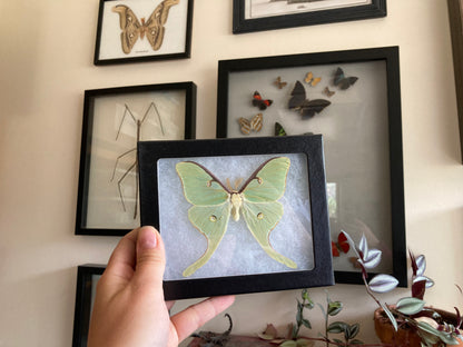 Green Luna Moon Moth ‘Actius luna’ SPREAD and FRAMED