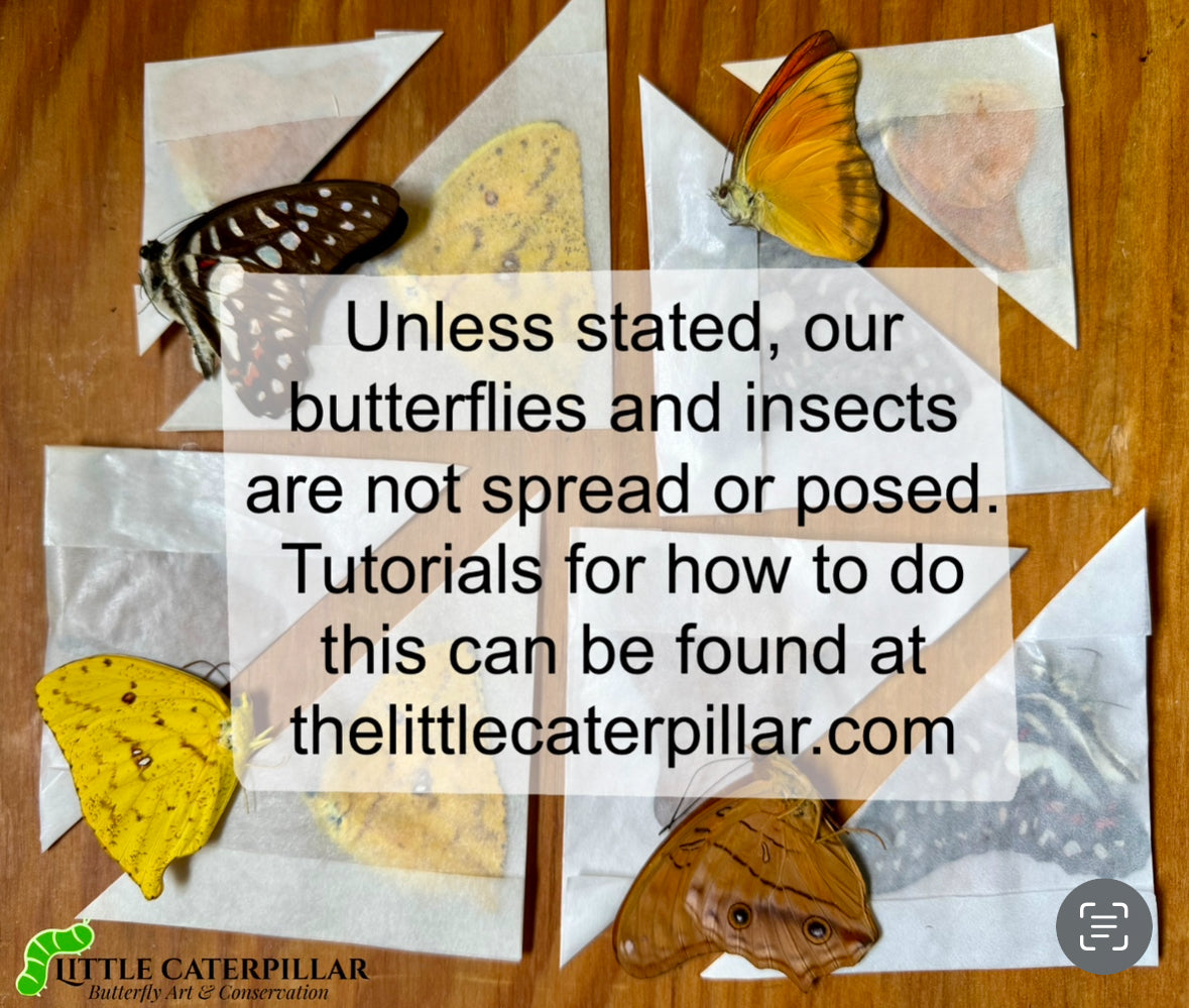 Clubtail Swallowtail Butterfly REAL Losaria coon Little Caterpillar Art