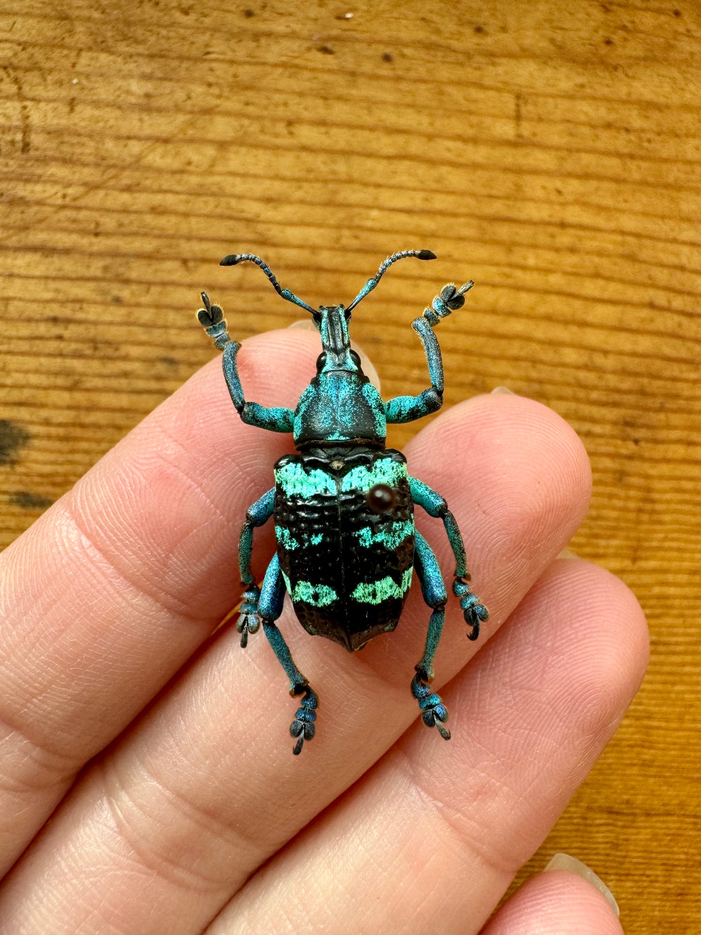 REAL Eupholus linnei Blue/Green Weevil Beetle