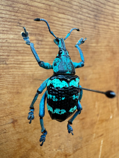 REAL Eupholus linnei Blue/Green Weevil Beetle