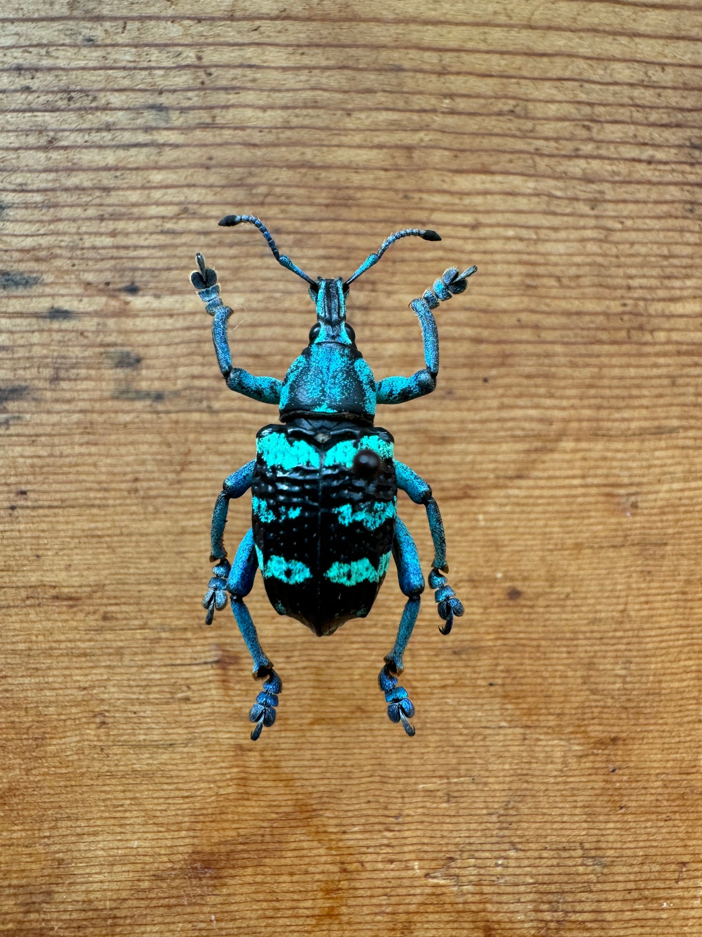 REAL Eupholus linnei Blue/Green Weevil Beetle