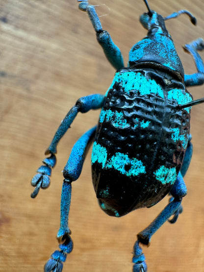 REAL Eupholus linnei Blue/Green Weevil Beetle