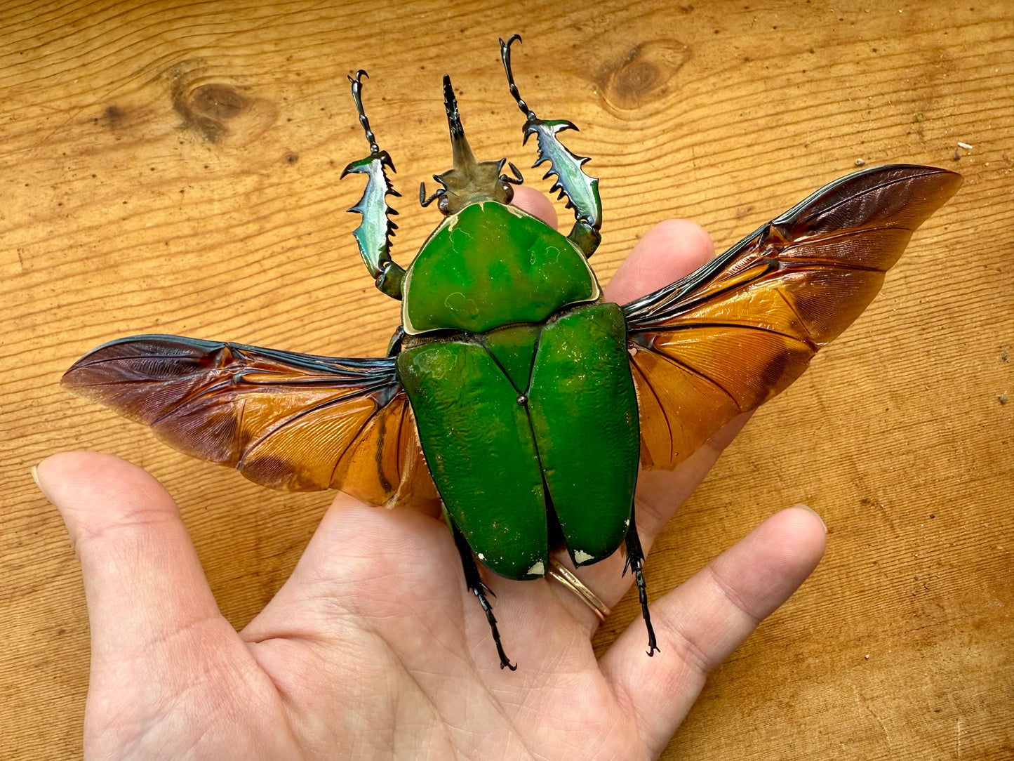 REAL Big Green Goliath Beetle 'Mecynorhina torquata'