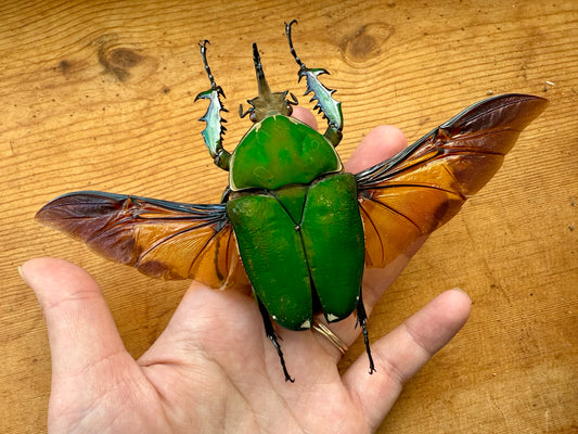 REAL Big Green Goliath Beetle 'Mecynorhina torquata'