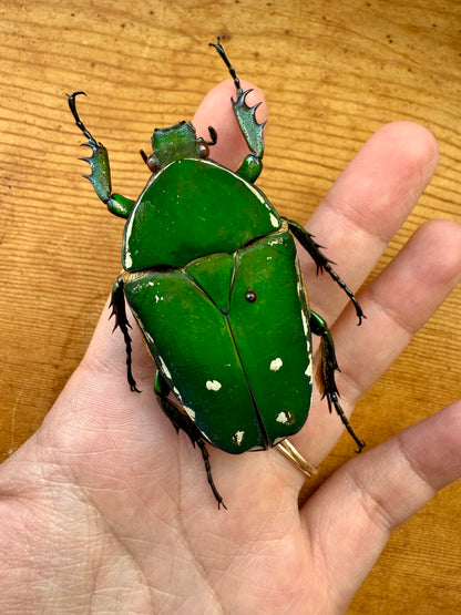 REAL Big Green Goliath Beetle 'Mecynorhina torquata'