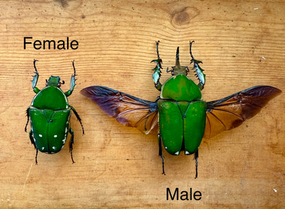 REAL Big Green Goliath Beetle 'Mecynorhina torquata'