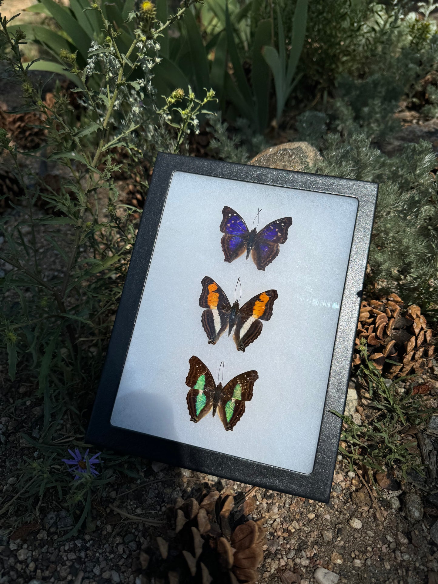 Doxocopa Trio Butterflies in a Riker Mount Frame