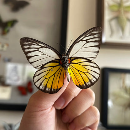 Red Spot Sawtooth Butterfly 'Prioneris philonome' Unspread