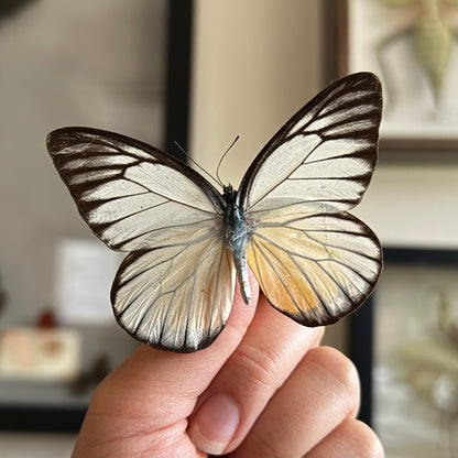 Red Spot Sawtooth Butterfly 'Prioneris philonome' Unspread