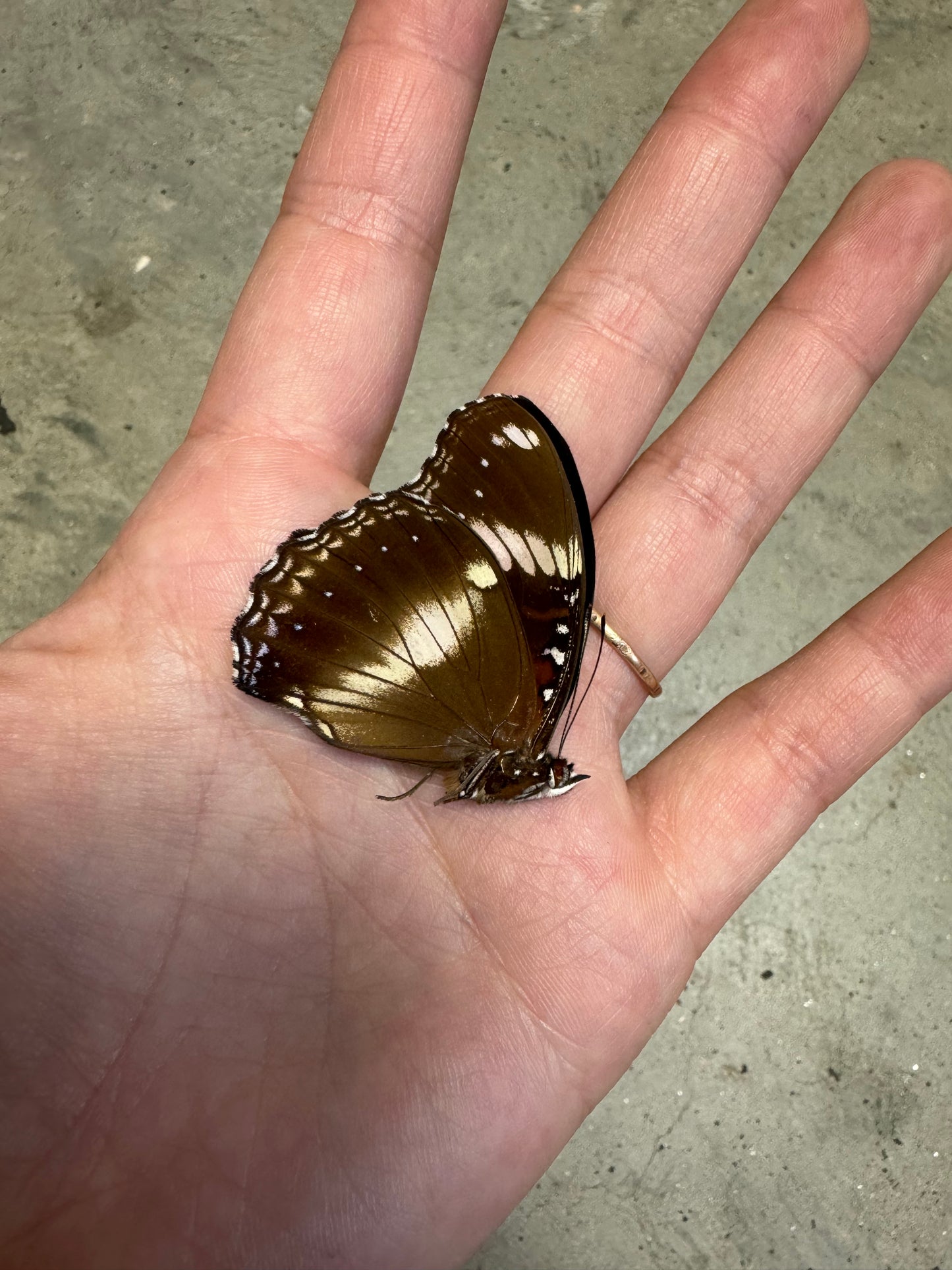 Blue Moon Butterfly 'Hypolimnas bolina' Male Unspread