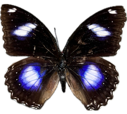 Blue Moon Butterfly 'Hypolimnas bolina' Male Unspread