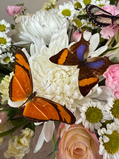 Real Butterflies and Moths For Wedding Decor WINGS SPREAD open, Mixed Random Assortment of 1 or 3 species