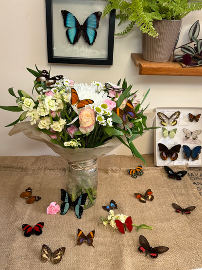 Real Butterflies and Moths For Wedding Decor WINGS SPREAD open, Mixed Random Assortment of 1 or 3 species