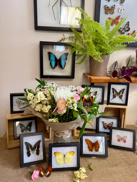 Framed Butterflies! Spread Specimens in Riker Mount Frames Butterfly Wedding Favors