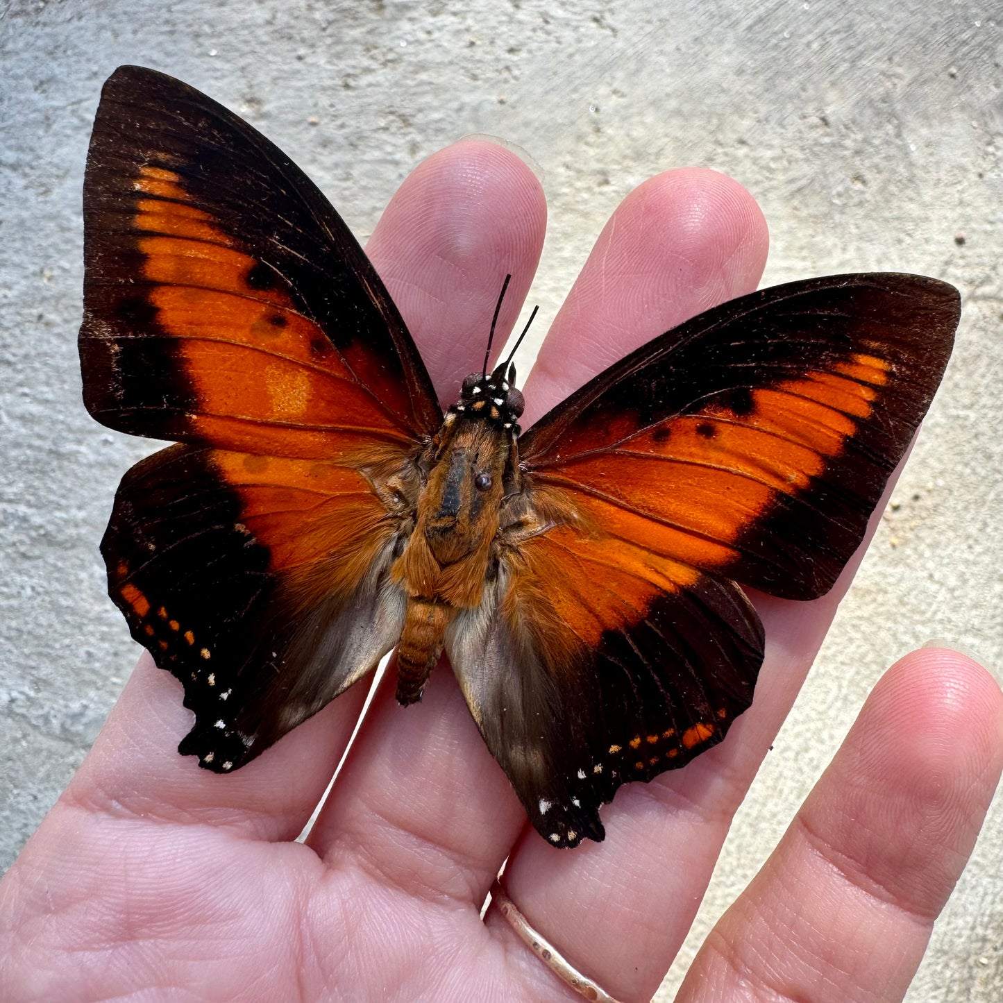 Red Orange Charaxes Butterfly 'Charaxes zingha' Unspread