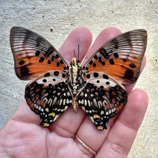 Red Orange Charaxes Butterfly 'Charaxes zingha' Unspread