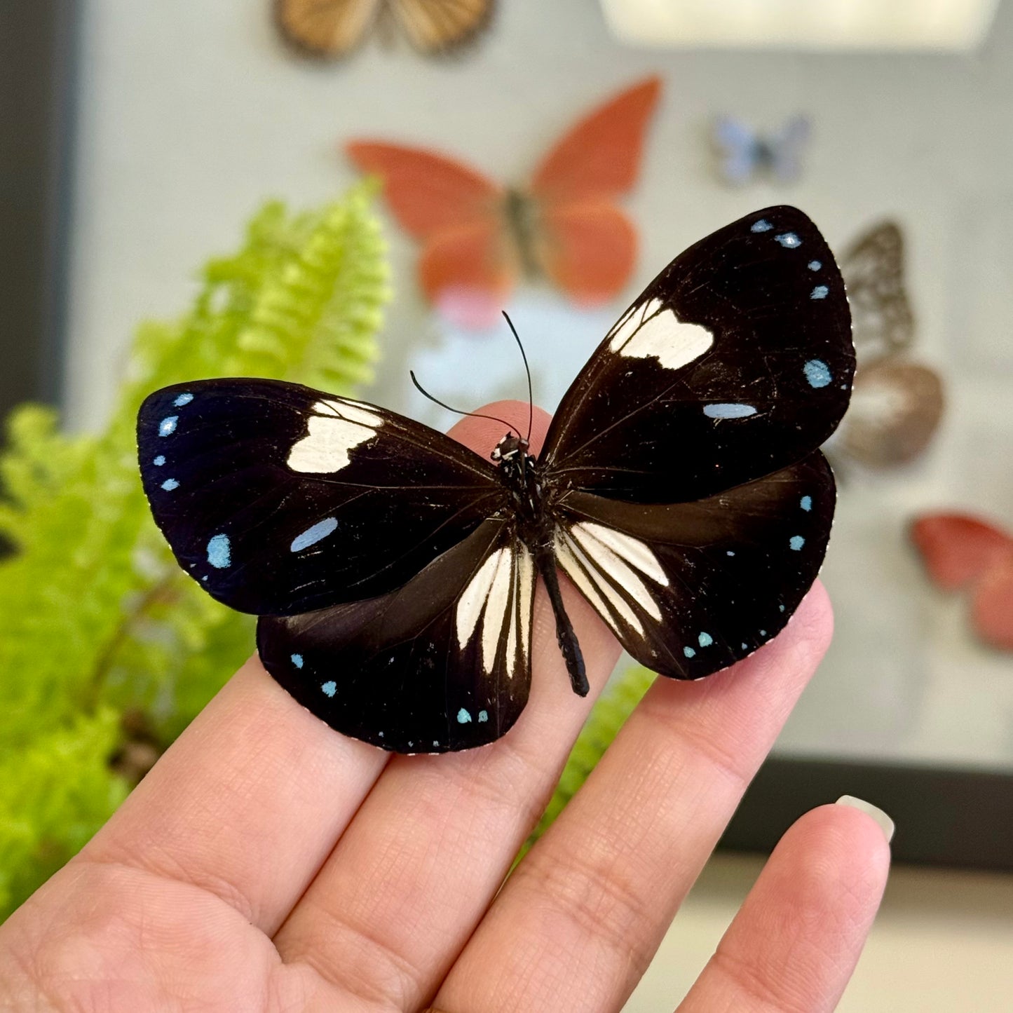 Blue Magpie Crow Butterfly 'Euploea radamanthans'