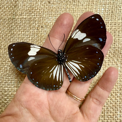 Blue Magpie Crow Butterfly 'Euploea radamanthans'