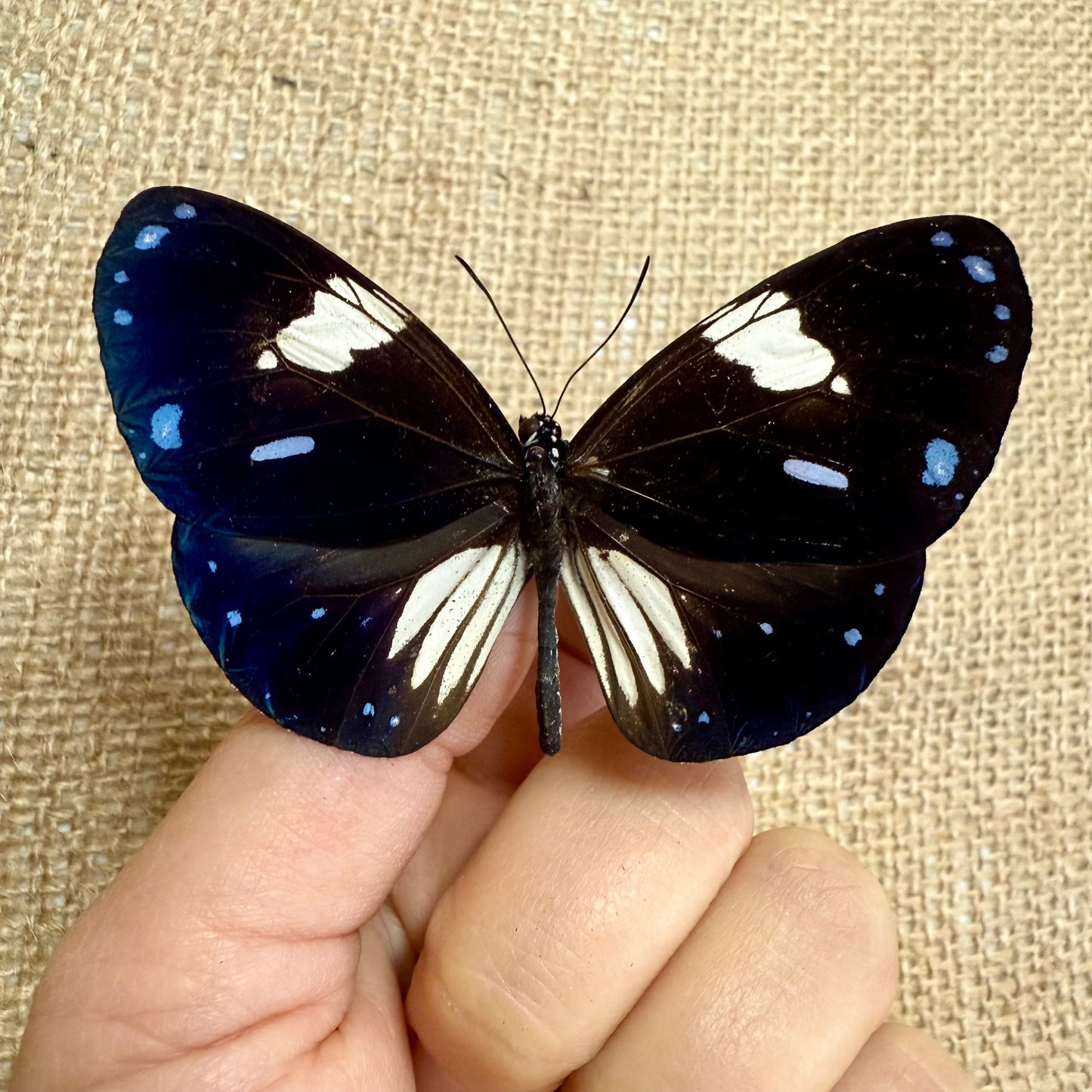 Blue Magpie Crow Butterfly 'Euploea radamanthans'