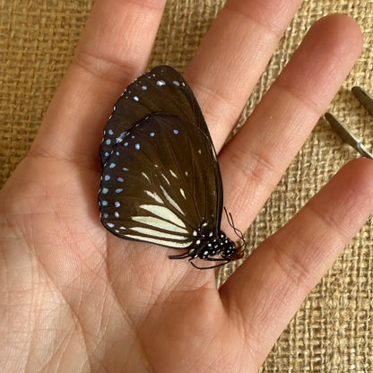 Blue Magpie Crow Butterfly 'Euploea radamanthans'