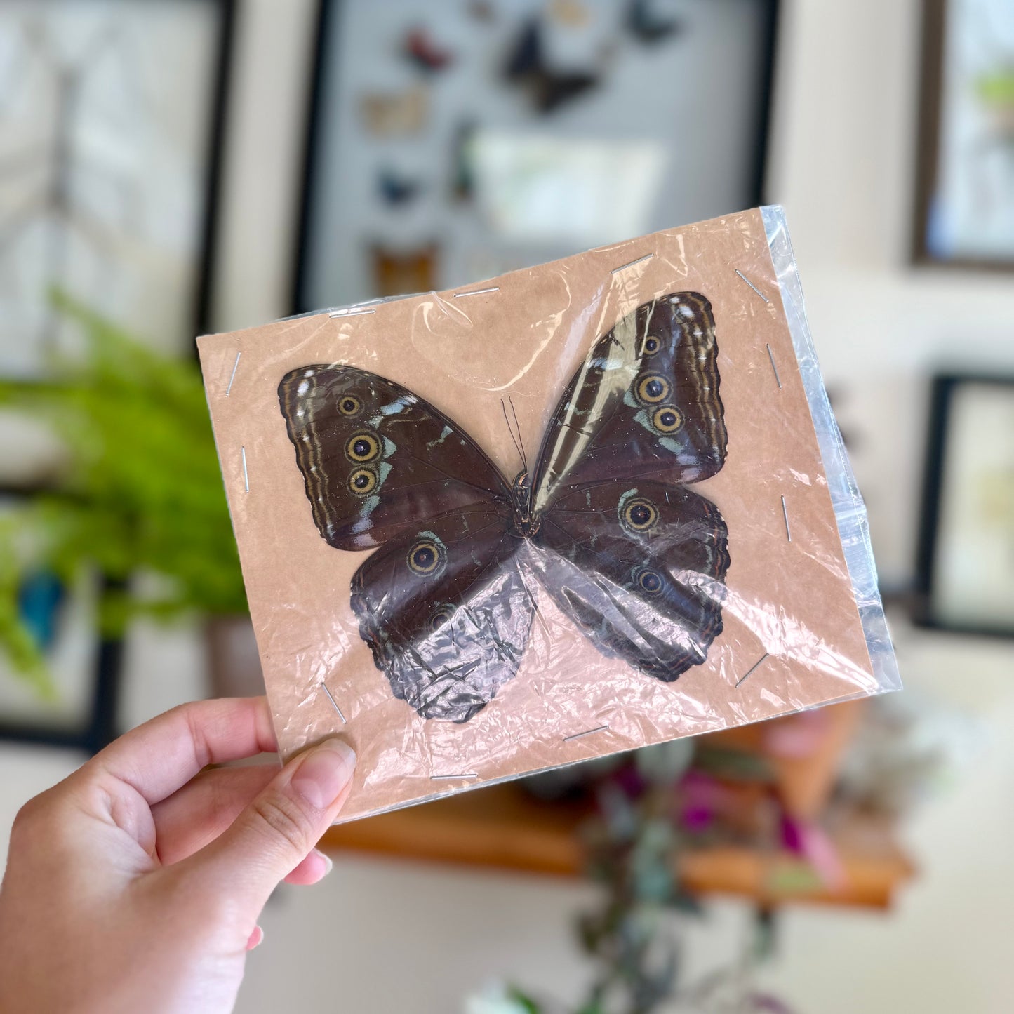 Morpho achilles, Blue-Banded Morpho