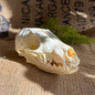 REAL Animal Skull Fox Bones Taxidermy Gift -SHIPS from USA!-