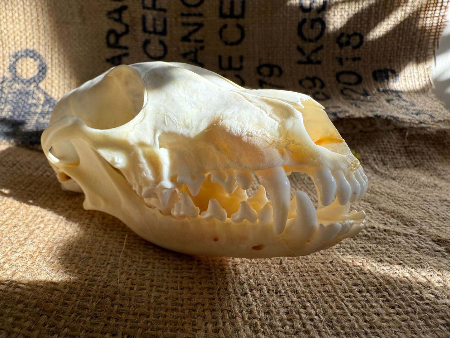 REAL Animal Skull Fox Bones Taxidermy Gift -SHIPS from USA!-