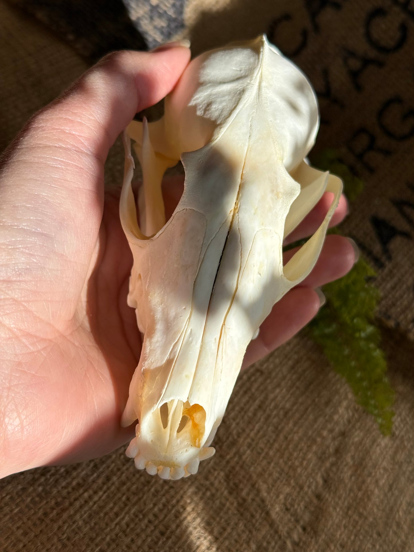 REAL Animal Skull Fox Bones Taxidermy Gift -SHIPS from USA!-