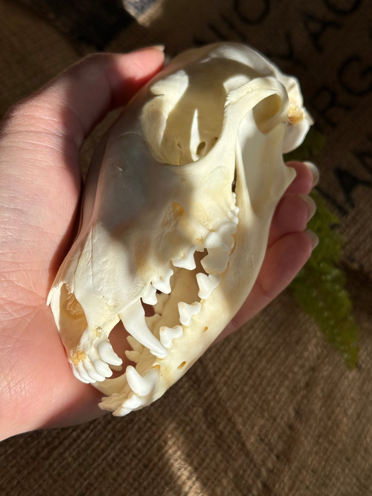 REAL Animal Skull Fox Bones Taxidermy Gift -SHIPS from USA!-