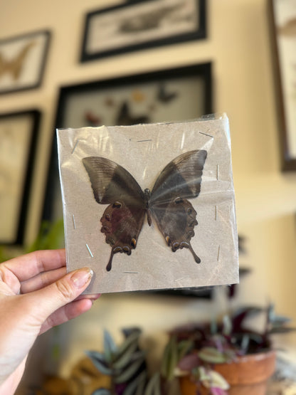 Papilio ulysses, Mountain Blue Swallowtail