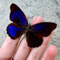 Purple Wing Butterfly 'Eunica araucana' Unspread A1-