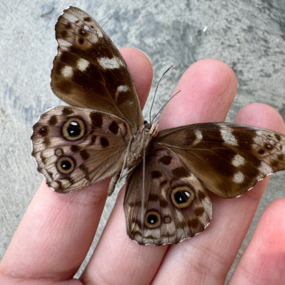 Purple Wing Butterfly 'Eunica araucana' Unspread A1-