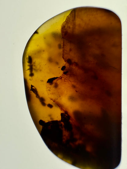 REAL Fossil Amber with Insect Specimens!